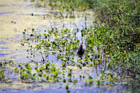 A common moorhen hides among the water plants in a steam near the turn basin in Launch Complex 39 at NASA's Kennedy Space Center in Florida. The turn basin is a refuge for manatees and other marine li