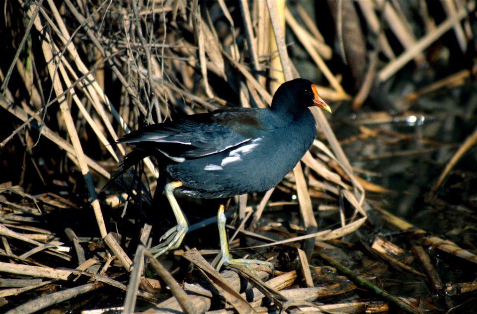 Gallinula galeata NBII