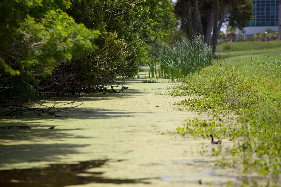 A steam runs from the turn basin toward Operations Support Building II (in the background) in Launch Complex 39 at NASA's Kennedy Space Center in Florida. The turn basin is a refuge for manatees and o photo