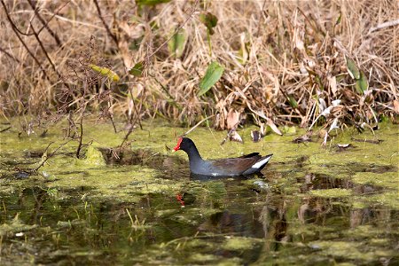 A common moorhen swims near the edge of the turn basin in Launch Complex 39 at NASA's Kennedy Space Center in Florida. The turn basin provides a haven for birds and other wildlife during the mild wint