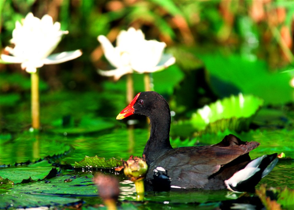 Hawaiian Common Moorhen in Hawaii wetland