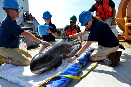 Teams from the Institute of Marine Mammal Studies keep a pygmy killer whale hydrated while they prep it for release into the Gulf of Mexico, July 11, 2016. Personnel from National Oceanic and Atmosphe photo