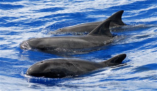 Pygmy killer whales (Feresa attenuata) off of Guam photo