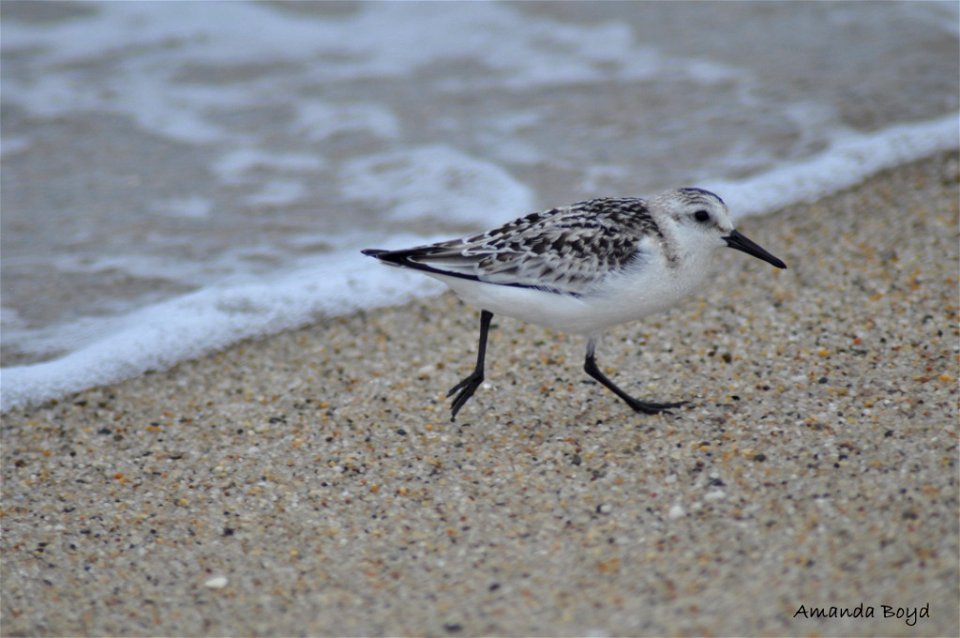 Nantucket National Wildlife Refuge

Photo: Amanda Boyd, USFWS
