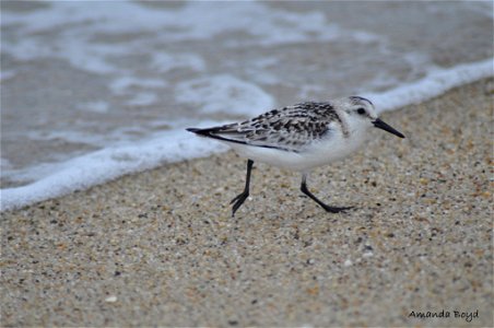 Nantucket National Wildlife Refuge

Photo: Amanda Boyd, USFWS