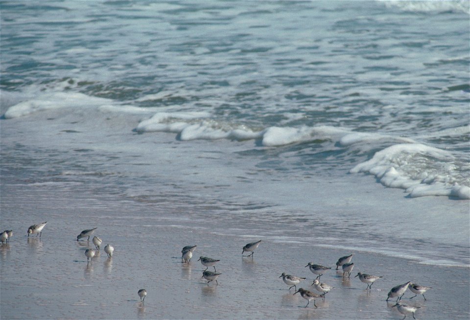 Environmental Images (Birds)