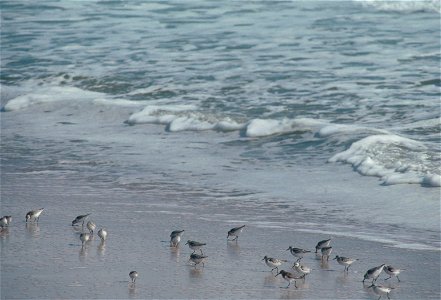 Environmental Images (Birds)