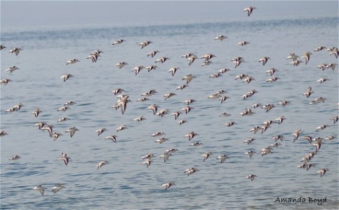 Nantucket National Wildlife Refuge Photo: Amanda Boyd, USFWS photo