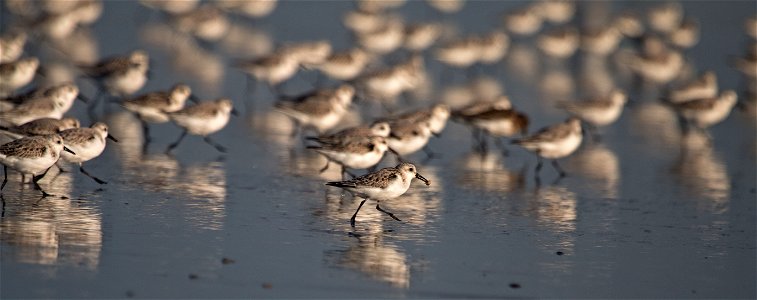 Sanderlings You are free to use this image with the following photo credit: Peter Pearsall/U.S. Fish and Wildlife Service photo