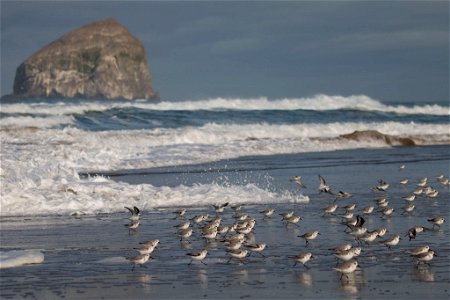 Sanderlings at Pacific City, OR You are free to use this image with the following photo credit: Peter Pearsall/USFWS photo