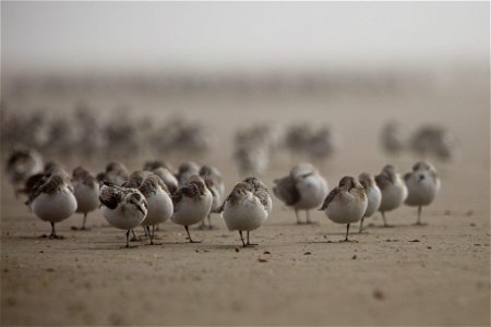 Sanderlings You are free to use this image with the following photo credit: Peter Pearsall/U.S. Fish and Wildlife Service photo