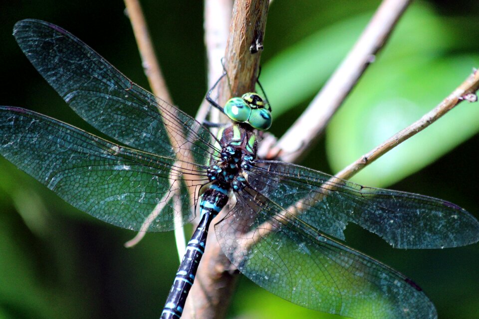 Insect animal arthropod
