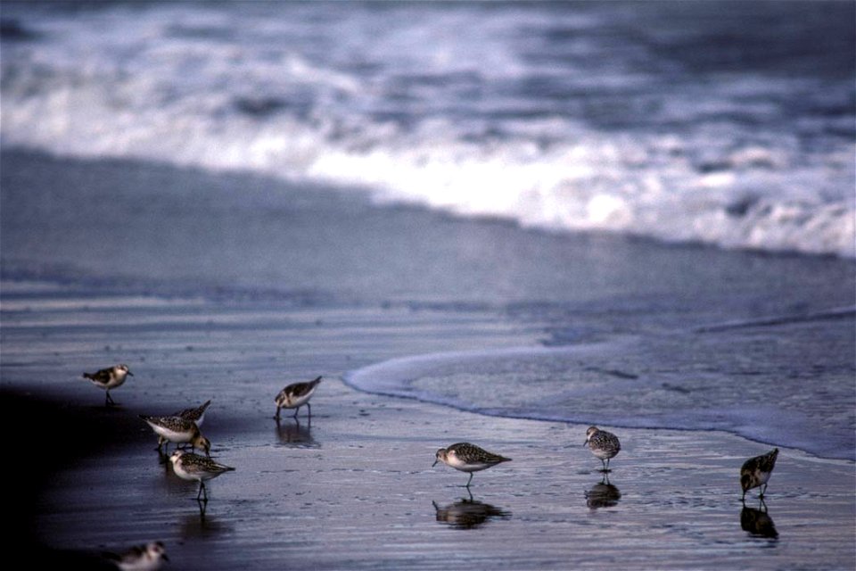 Sanderlings at Shoreline