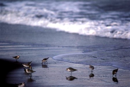 Sanderlings at Shoreline photo