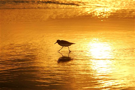 Sanderling Calidris alba in sunrise walking on coast photo