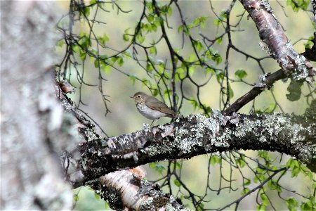 Swainson's Thrush photo