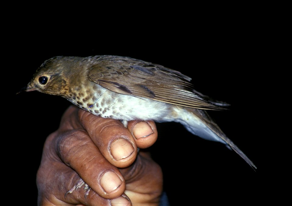 Swainson's Thrush (Catharus ustulatus) in Ecuador