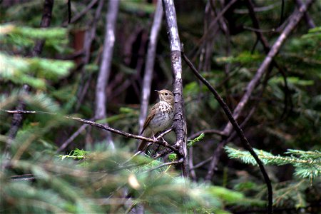 A Swainsons Thrush perchs in trees on the MiWok Ranger District of the Stanislaus National Forest.  Photo by Alice Poulson.