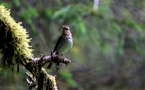 Swainson's Thrush You are free to use this image with the following photo credit: Peter Pearsall/U.S. Fish and Wildlife Service photo