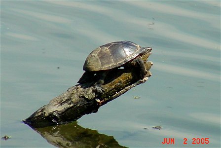 Common musk turtle basking on snag


Credit: Colin Osborn/USFWS