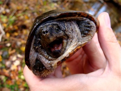 Annoyed Common musk turtle at Great Swamp National Wildlife Refuge


Credit: Colin Osborn/USFWS