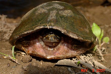 Common musk turtles in shell at Great Swamp National Wildlife Refuge


Credit: Colin Osborn/USFWS