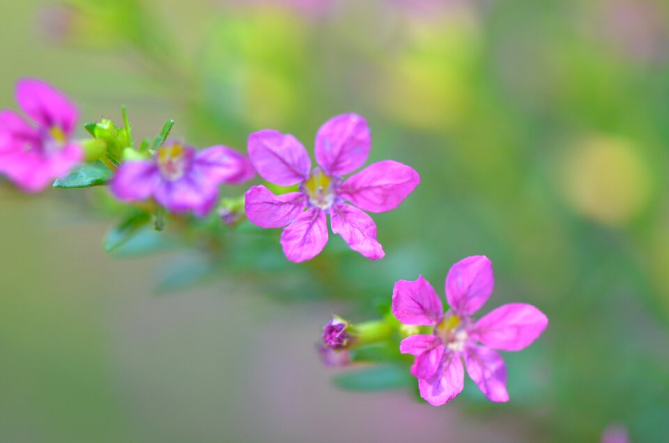 Floral blossom flower garden
