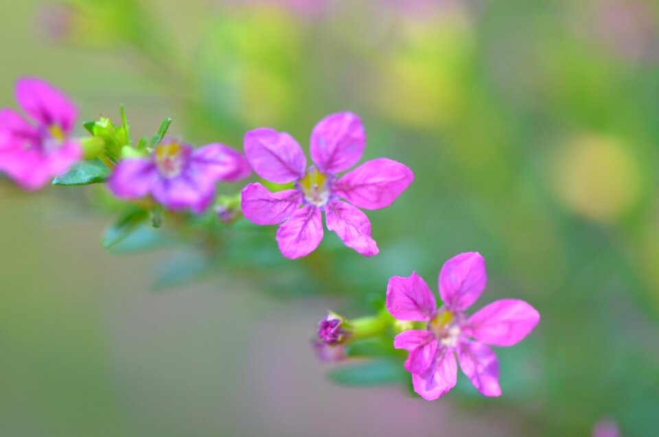 Floral blossom flower garden photo