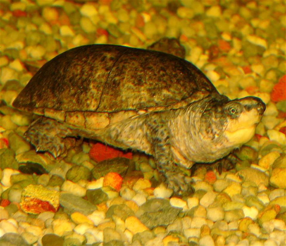 Common Musk Turtle ( Sternotherus odoratus )  at Newport Aquarium , Newport Ky