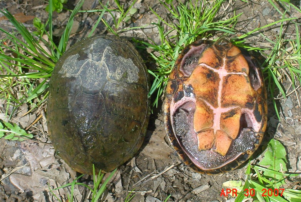 Common musk turtles at Great Swamp National Wildlife Refuge


Credit: Colin Osborn/USFWS