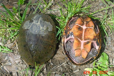 Common musk turtles at Great Swamp National Wildlife Refuge


Credit: Colin Osborn/USFWS
