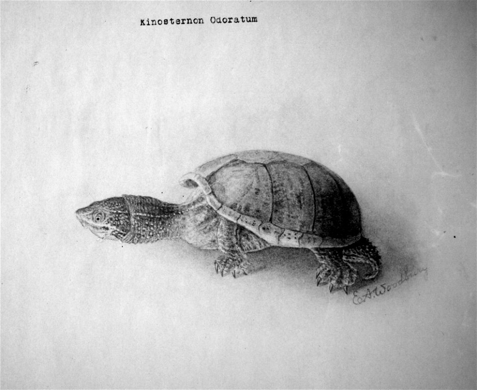 Sternotherus odoratus (synonym Kinosternon odoratum), Image ID: fish7350, NOAA's Historic Fisheries Collection, Photographer: Archival Photographer Stefan Claesson, Credit: Gulf of Maine Cod Project, 