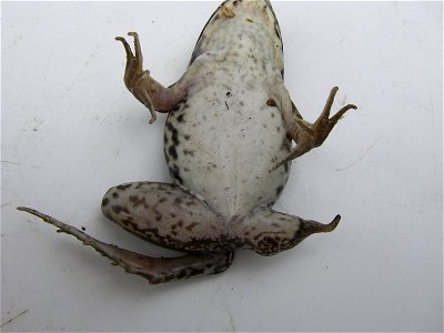 (USFWS) Green frog (Lithobates clamitans) with a partially missing hindlimb. Location: Great Swamp NWR, NJ.