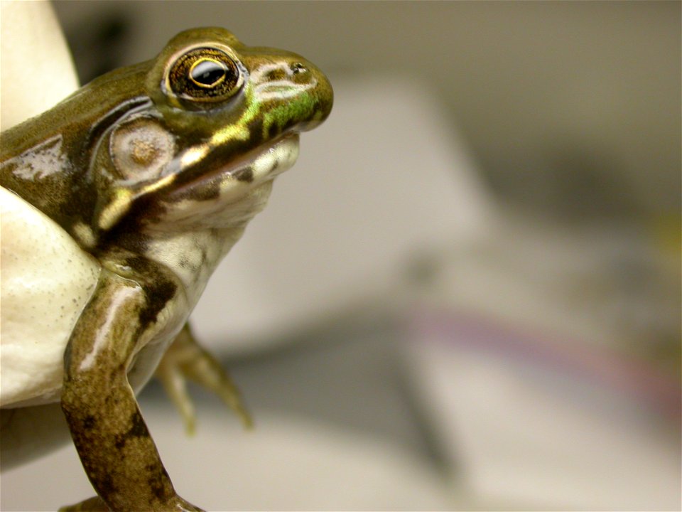 (Robin McWilliams/USFWS) Location: Muscatuck NWR, IN.