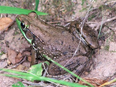 Large bronze frog top view