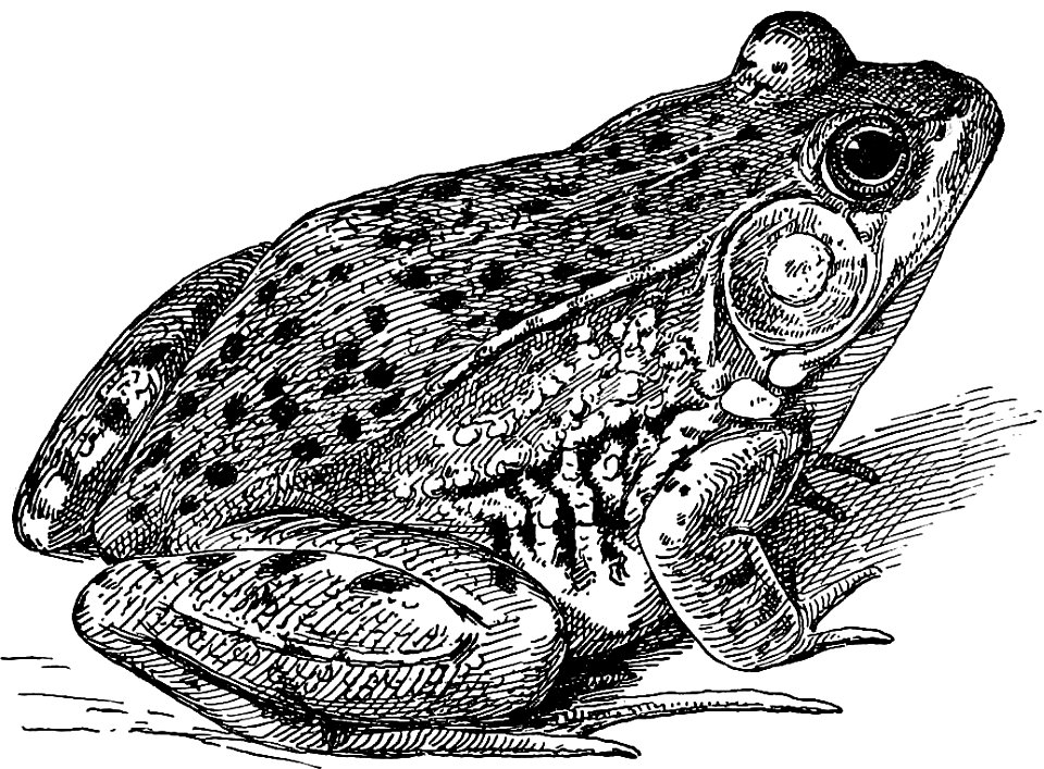 Green Frog from The turtles, snakes, frogs and other reptiles and amphibians of New England and the north