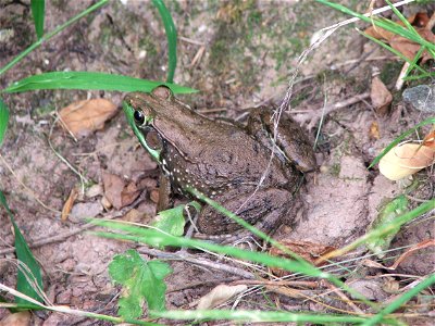 Large bronze frog top view