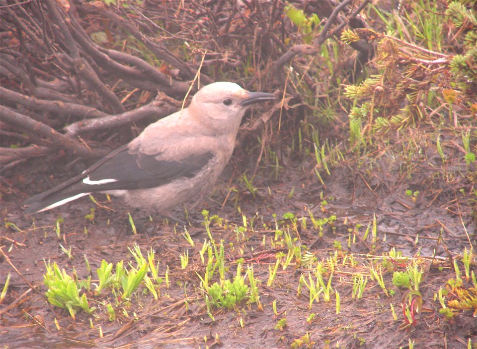 Clark's Nutcracker