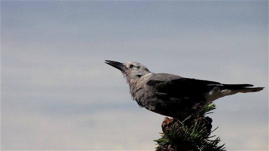 Clark's Nutcracker: Nucifraga columbiana