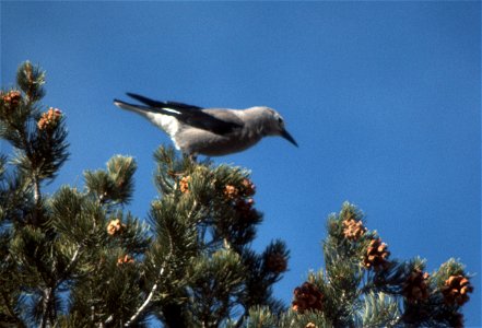 Clark's Nutcracker