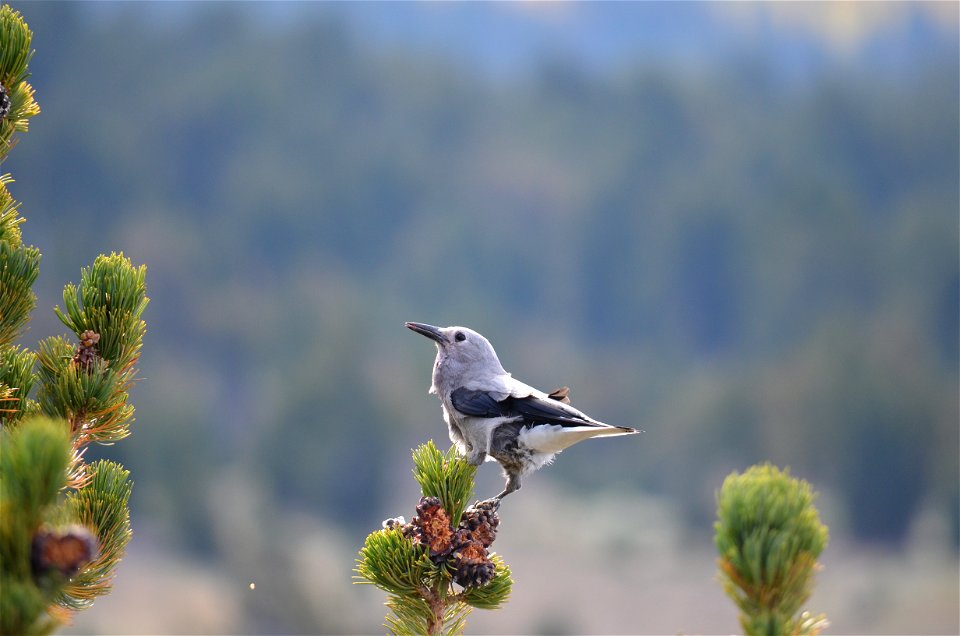 Clark's Nutcracker: Nucifraga columbiana