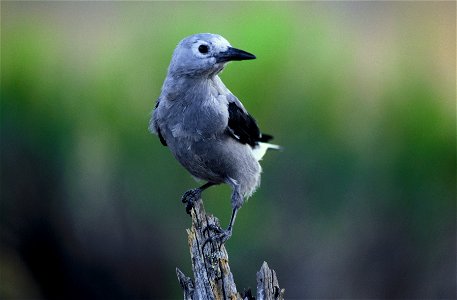 Clark's nutcracker (Nucifraga columbiana)