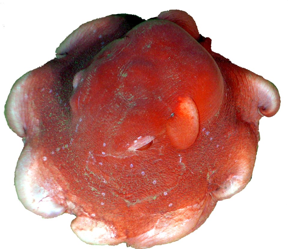 "Dumbo" deep sea cirrate octopus, likely Opisthoteuthis californiana. This type of octopus has muscular lateral fins to propel it.