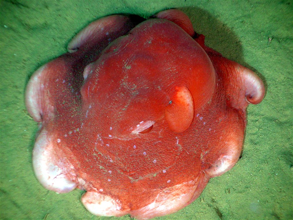 "Dumbo" deep sea cirrate octopus, likely Opisthoteuthis californiana. This type of octopus has muscular lateral fins to propel it.