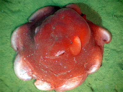 "Dumbo" deep sea cirrate octopus, likely Opisthoteuthis californiana. This type of octopus has muscular lateral fins to propel it.