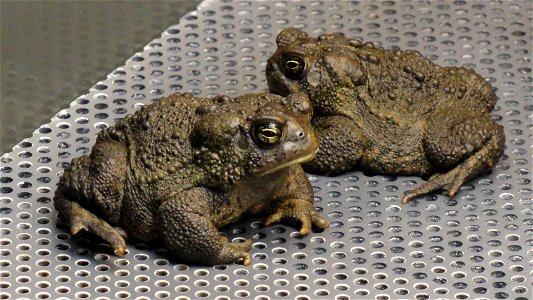 In April of 2014, regional office employees visited Saratoga National Fish Hatchery to learn more about its efforts towards recovering the Wyoming toad (Bufo baxteri).
The hatchery adopted a unique ro