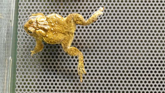 In April of 2014, regional office employees visited Saratoga National Fish Hatchery to learn more about its efforts towards recovering the Wyoming toad (Bufo baxteri).
The hatchery adopted a unique ro