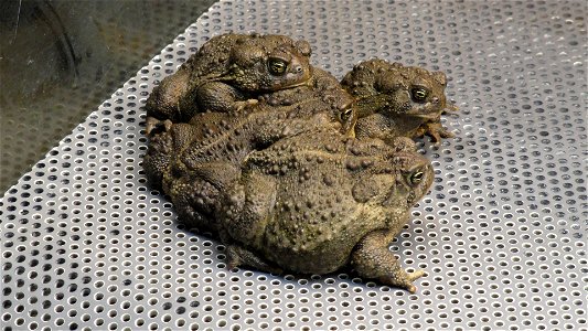 In April of 2014, regional office employees visited Saratoga National Fish Hatchery to learn more about its efforts towards recovering the Wyoming toad (Bufo baxteri).
The hatchery adopted a unique ro