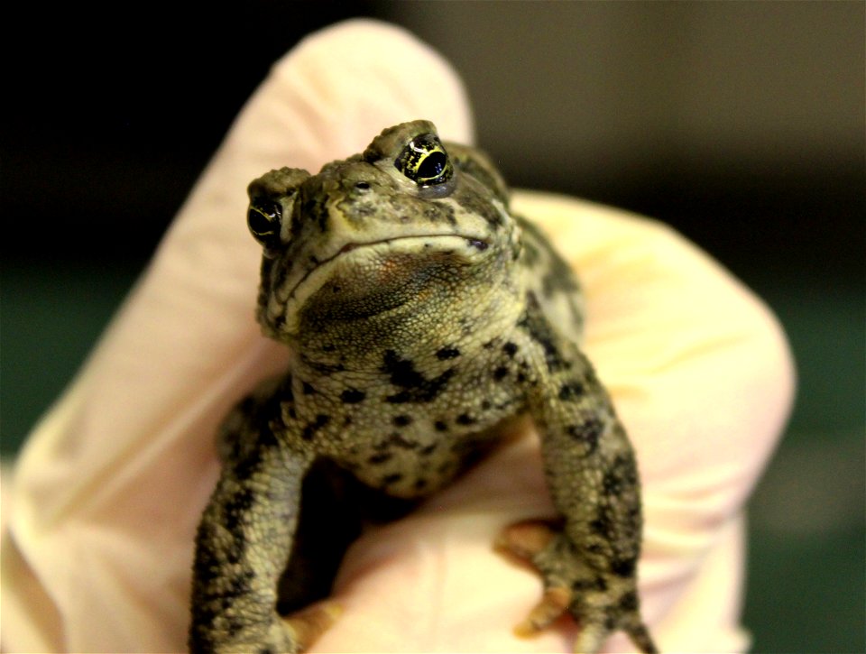 A close-up of the very handsome (and endangered) Wyoming toad.

Credit: Ryan Moehring / USFWS