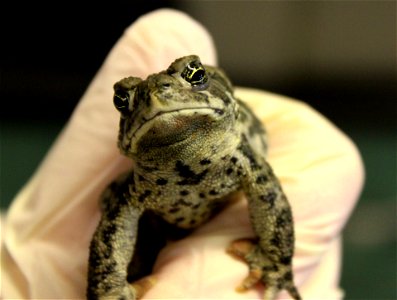 A close-up of the very handsome (and endangered) Wyoming toad.

Credit: Ryan Moehring / USFWS